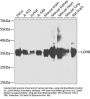 LDHB Antibody