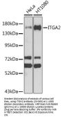 ITGA2 Antibody, KO Validated