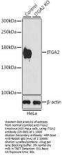 ITGA2 Antibody, KO Validated