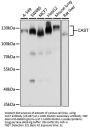 CAST Antibody, KO Validated