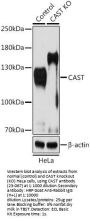 CAST Antibody, KO Validated