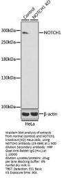 NOTCH1 Antibody, KO Validated