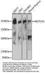 NOTCH1 Antibody, KO Validated