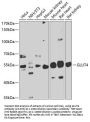 GLUT4 Antibody