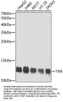 TXN Antibody