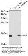 TXN Antibody