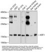 ARF1 Antibody