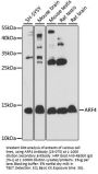 ARF4 Antibody