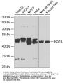 BCS1L Antibody
