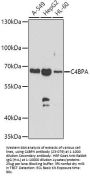 C4BPA Antibody