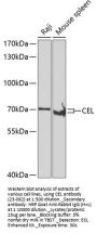 CEL Antibody
