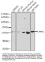 CHEK1 Antibody