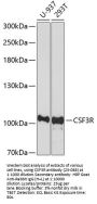 CSF3R Antibody