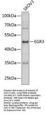 EGR3 Antibody