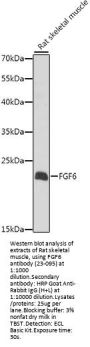 FGF6 Antibody