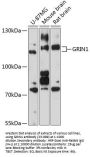 GRIN1 Antibody