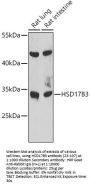HSD17B3 Antibody