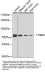 HSPA6 Antibody