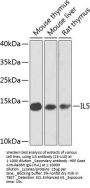 IL5 Antibody