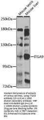 ITGA9 Antibody