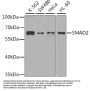SMAD2 Antibody, KO Validated