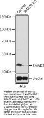 SMAD2 Antibody, KO Validated