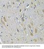 PLCG1 Antibody