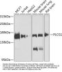 PLCG1 Antibody