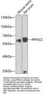 PPP3CC Antibody