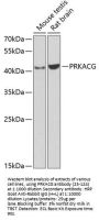 PRKACG Antibody