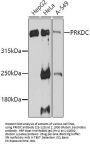 PRKDC Antibody