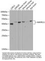 MAPK11 Antibody