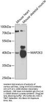 MAP2K3 Antibody