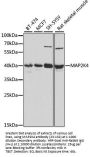 MAP2K4 Antibody