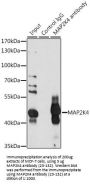 MAP2K4 Antibody