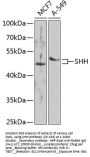 SHH Antibody