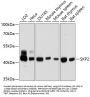 SKP2 Antibody