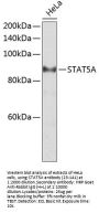 STAT5A Antibody