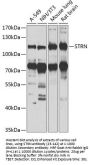 STRN Antibody