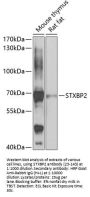 STXBP2 Antibody