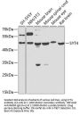 SYT4 Antibody
