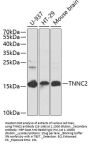 TNNC2 Antibody