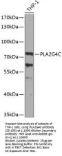 PLA2G4C Antibody