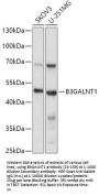 B3GALNT1 Antibody