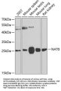 NAT8 Antibody