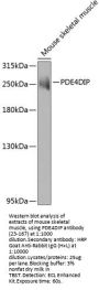 PDE4DIP Antibody