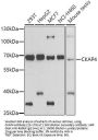 CKAP4 Antibody