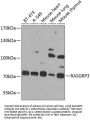 RASGRP3 Antibody