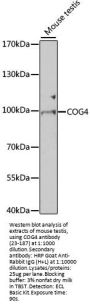 COG4 Antibody