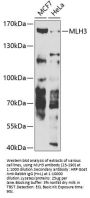 MLH3 Antibody